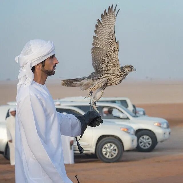 Птицы в дубае фото Pin on E-2014 Falconry Season