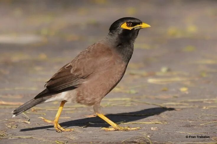 Птицы в дубае фото Common Myna - Dubai Cute birds, Birds, Beautiful birds