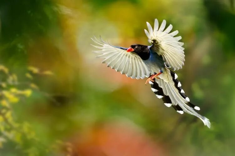 Птицы в полете фото с названиями Taiwan Blue Magpie "Long Tailed Mountain Lady" - Charismatic Planet Most beautif