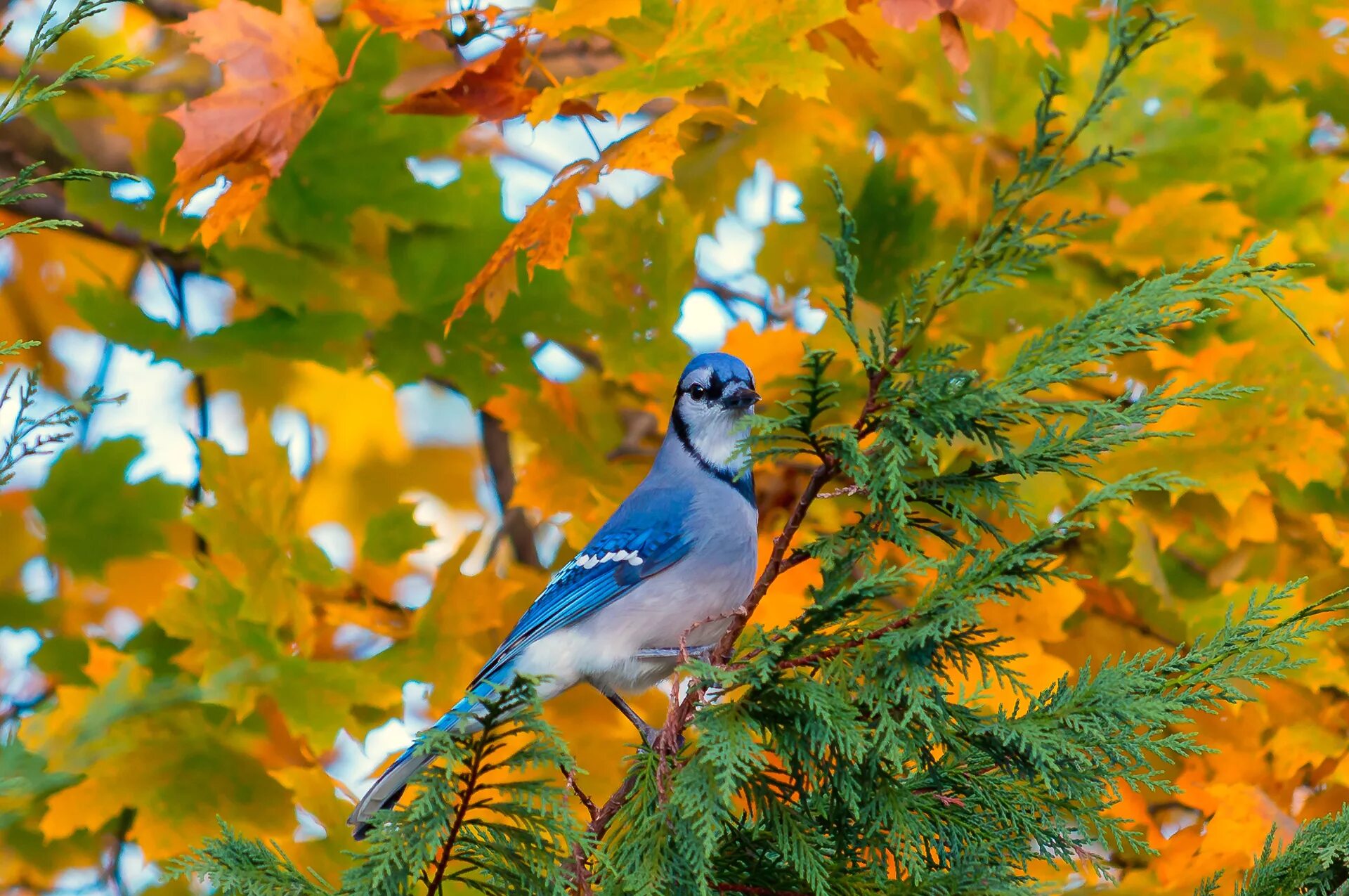 Птицы в сентябре фото Wallpaper : Jay, bird, branch, foliage, autumn 1920x1275 - wallup - 1004202 - HD