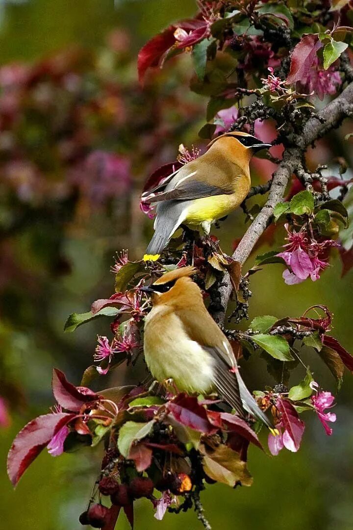 Птицы вертикальное фото Love birds #4560 #littlebirds #backyardbirds Birds, Backyard birds, Wild birds