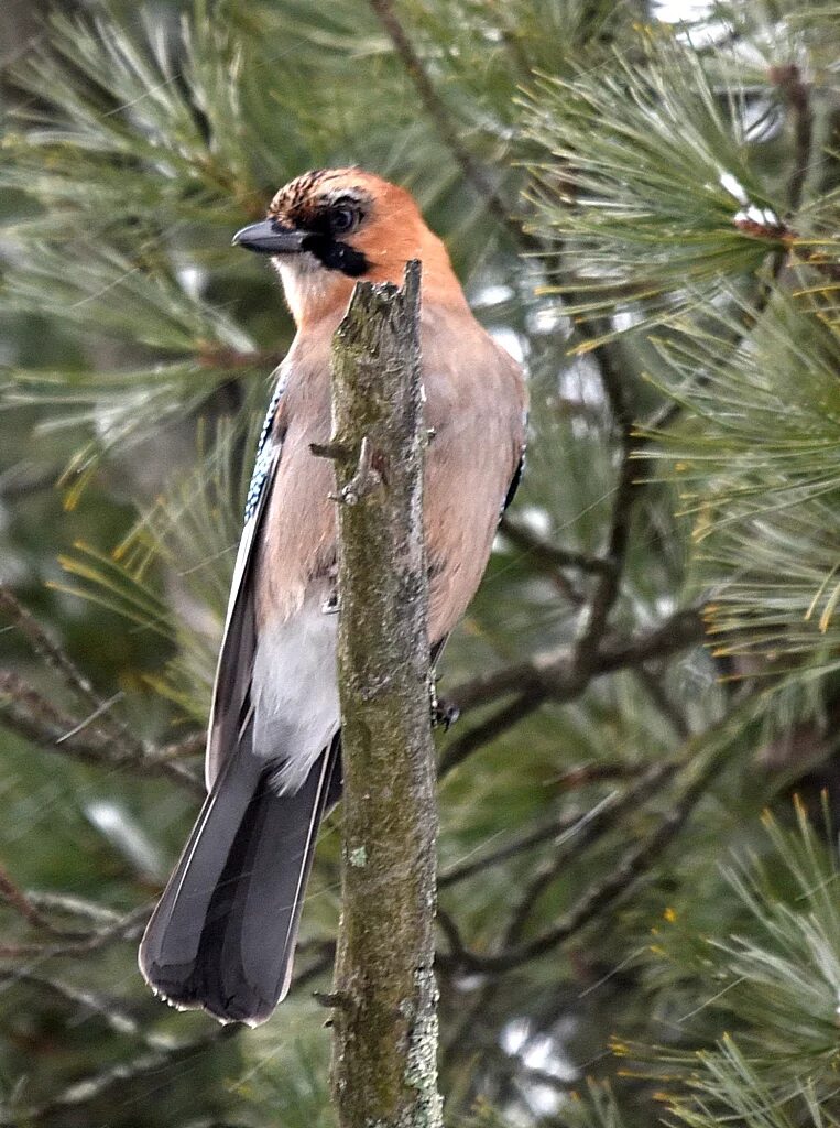 Птицы владимирской области фото с названиями Eurasian Jay (Garrulus glandarius). Birds of Siberia.