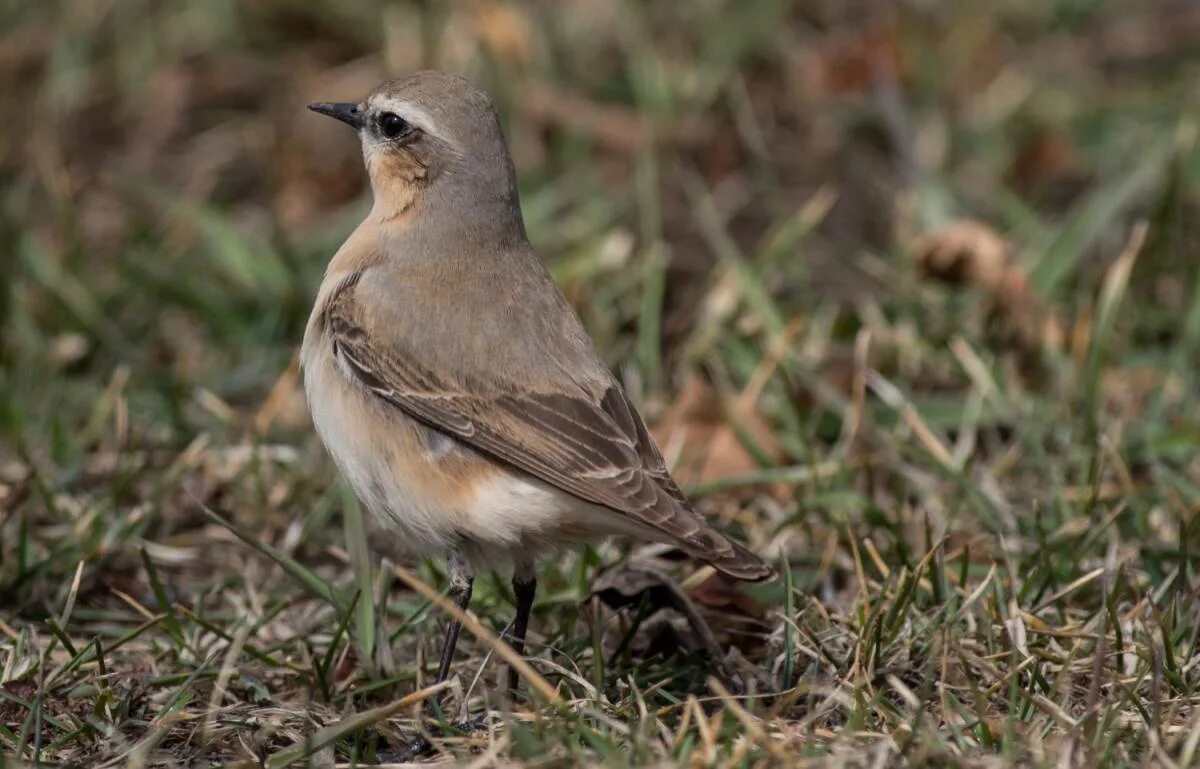 Птицы владимирской области фото с названиями Northern Wheatear (Oenanthe oenanthe). Birds of Siberia.