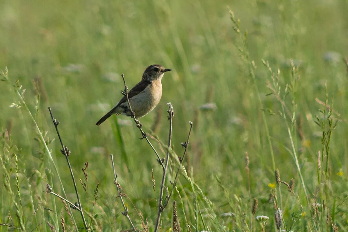 Птицы волгограда фото с названиями Common Stonechat (Saxicola torquata). Birds of Siberia.