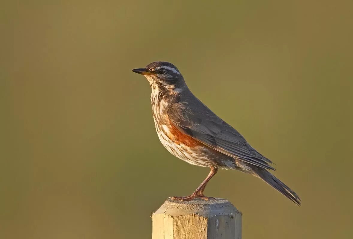 Птицы воронежа фото Redwing. Animals beautiful, Bird species, Beautiful birds