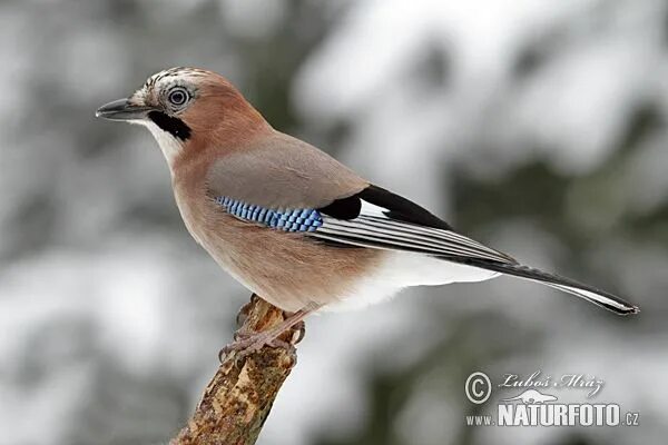 Птицы воронежа фото с названиями Arrendajo Fotos, Fotografía Arrendajo, Pajaros exoticos, Aves