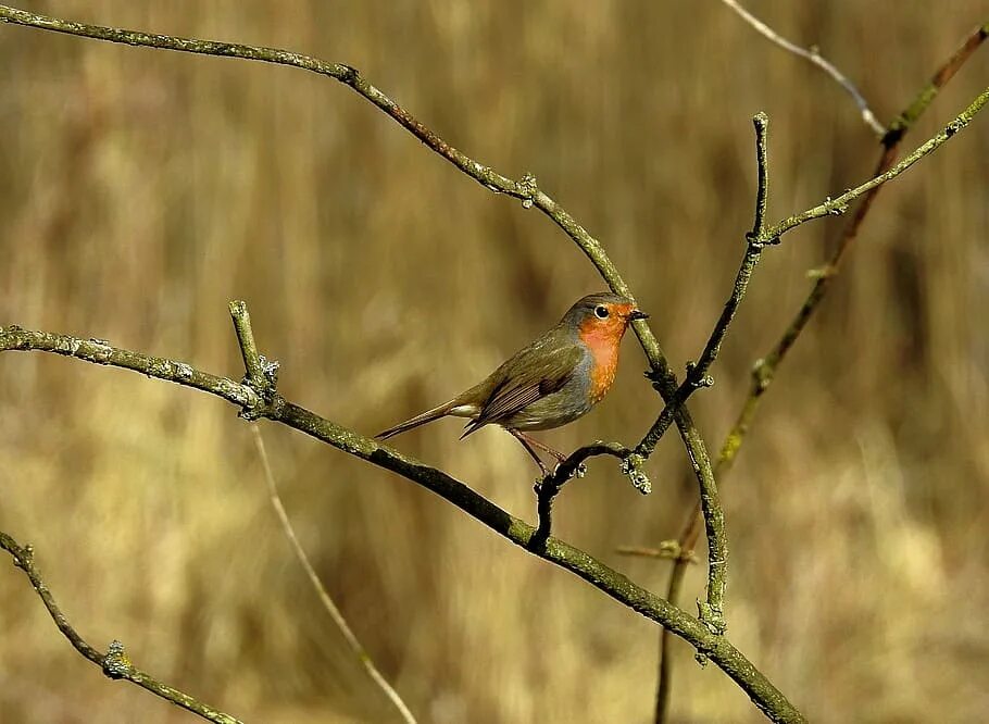 Птицы воронежской области фото birds, nature, spring, bird, vertebrate, animal wildlife, animals in the wild, p