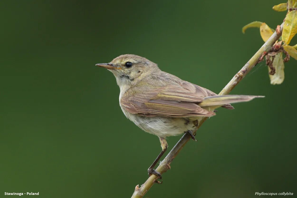 Птицы воронежской области фото с названиями Phylloscopus collybita - Common Chiffchaff (Poland) * Joniec Naturalnie