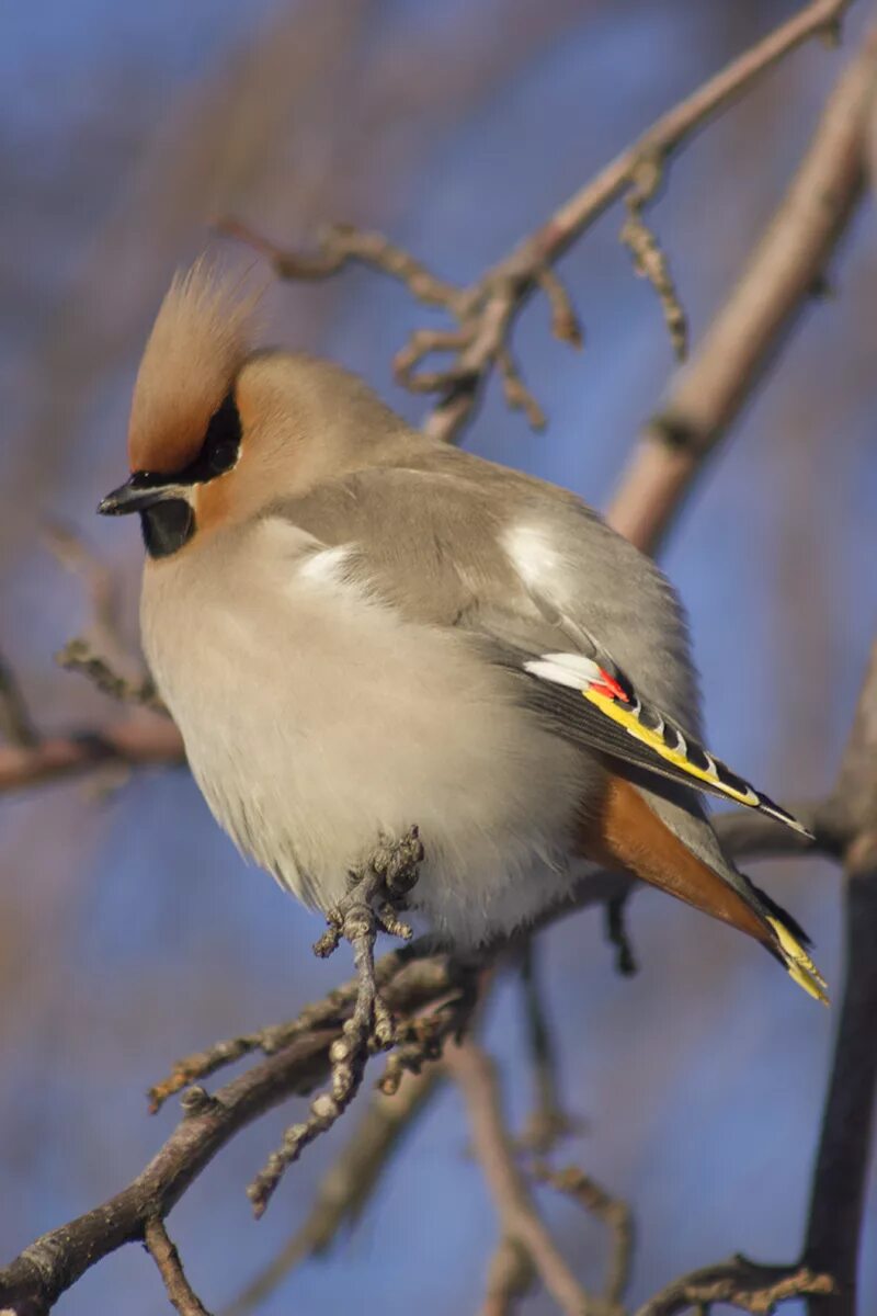 Птицы восточно фото с названиями Bohemian Waxwing (Bombycilla garrulus). Birds of Siberia.