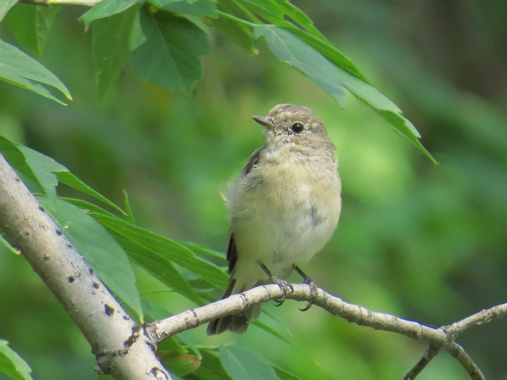 Птицы восточно фото с названиями Taiga Flycatcher (Ficedula albicilla). Birds of Siberia.