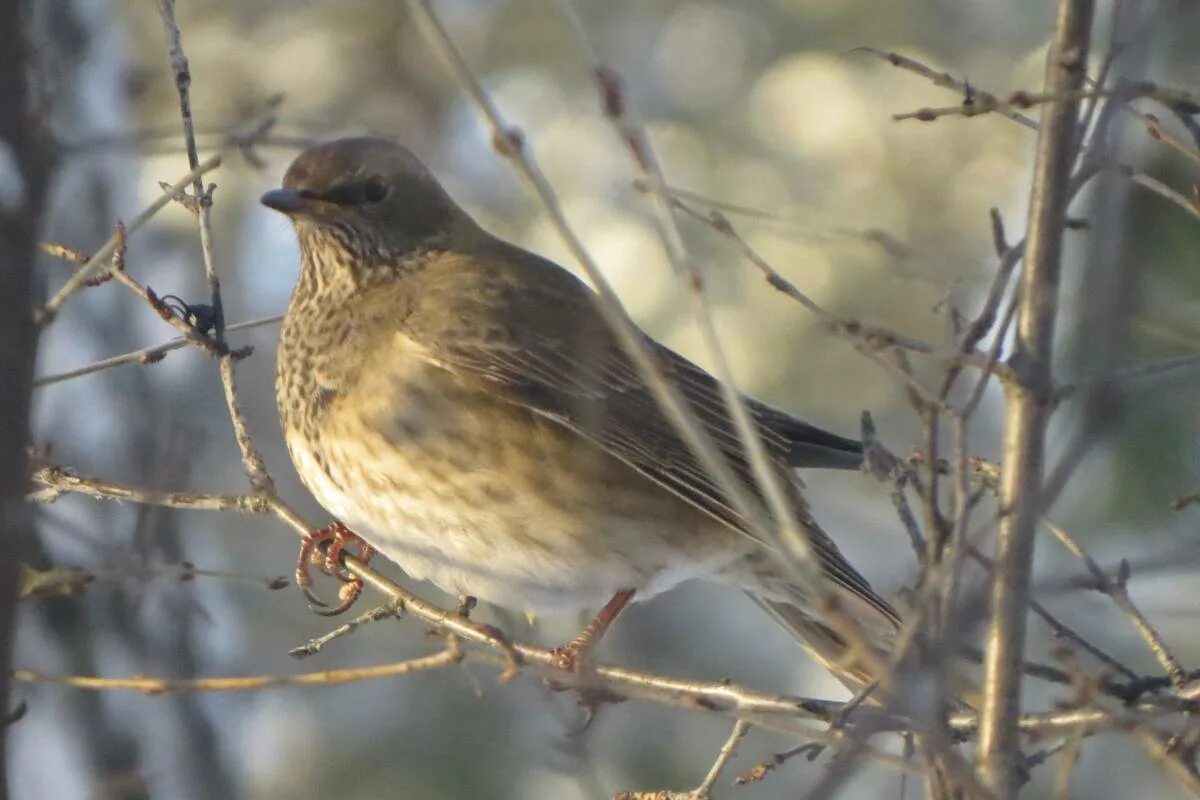 Птицы восточно фото с названиями Black-throated Thrush (Turdus atrogularis). Birds of Siberia.