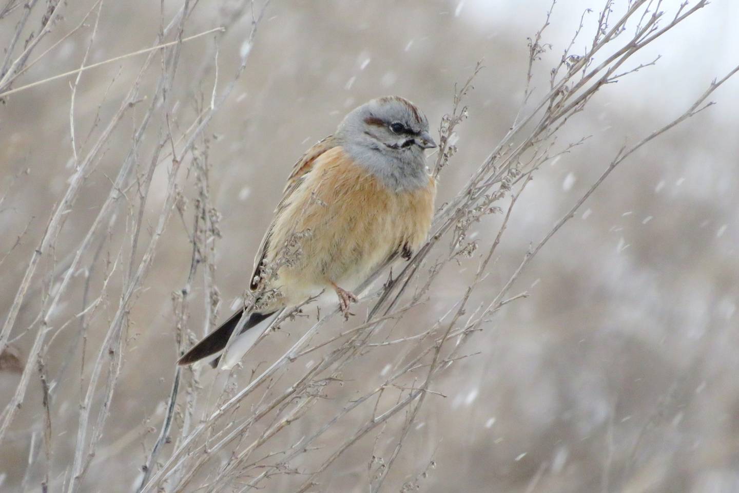 Птицы восточной сибири фото Овсянка Годлевского (Emberiza godlewskii). Птицы Сибири.