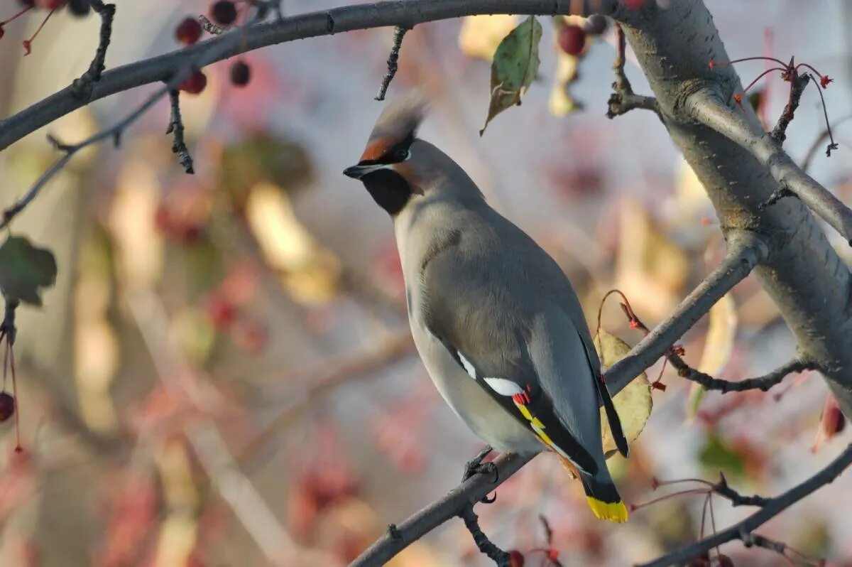 Птицы восточной сибири фото Bohemian Waxwing (Bombycilla garrulus). Birds of Siberia.