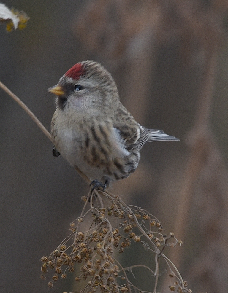 Птицы восточной сибири фото Common Redpoll (Acanthis flammea). Birds of Siberia.