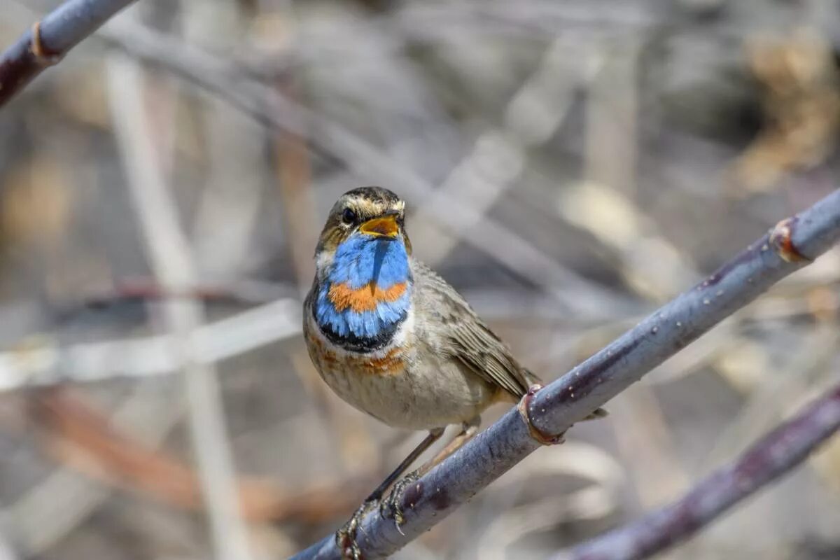 Птицы восточной сибири фото Bluethroat (Luscinia svecica). Birds of Siberia.