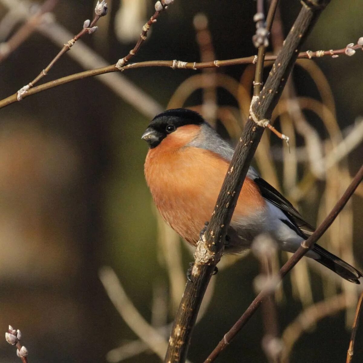 Птицы восточной сибири фото Northern Bullfinch (Pyrrhula pyrrhula). Birds of Siberia.