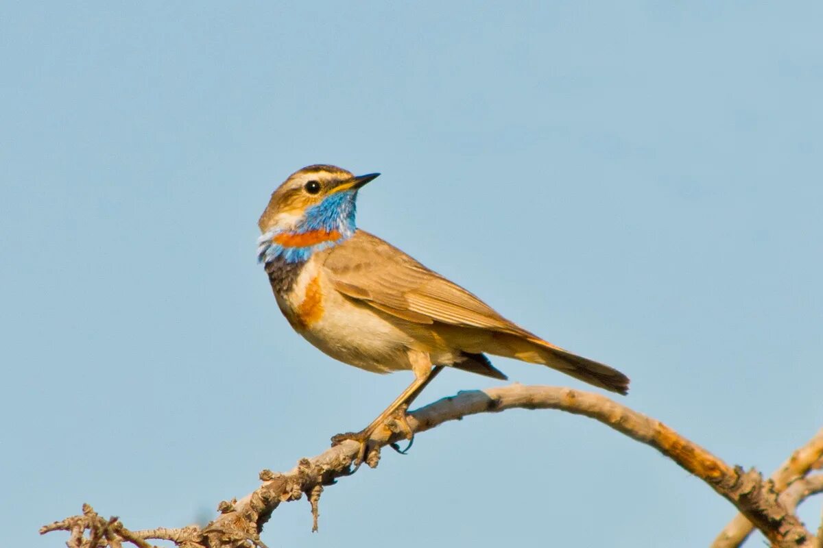 Птицы восточной сибири фото с названиями Bluethroat (Luscinia svecica). Birds of Siberia.