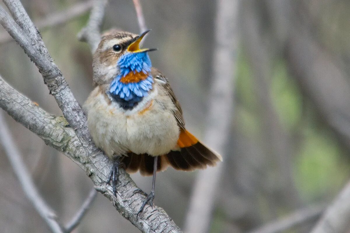 Птицы восточной сибири фото с названиями Bluethroat (Luscinia svecica). Birds of Siberia.