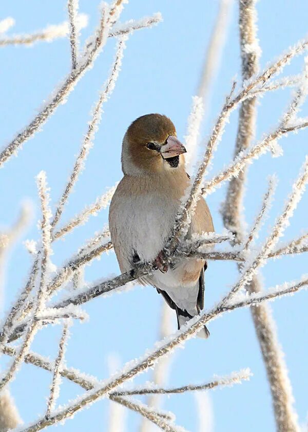 Птицы восточной сибири фото с названиями Hawfinch (Coccothraustes coccothraustes). Birds of Siberia.