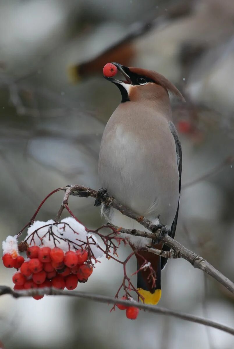 Птицы восточной сибири фото с названиями Свиристель (Bombycilla garrulus). Птицы Сибири.