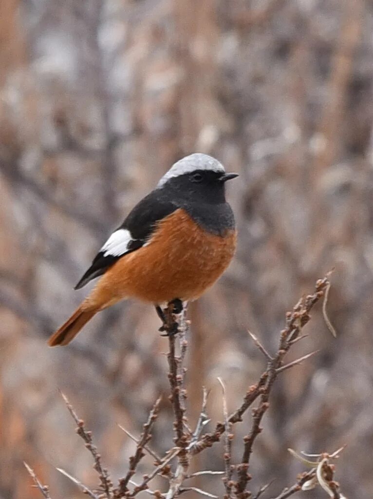 Птицы восточной сибири фото с названиями Guldenstadt's Redstart (Phoenicurus erythrogaster). Birds of Siberia.