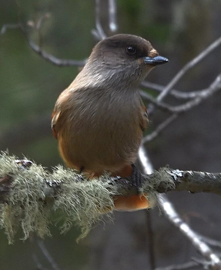 Птицы восточной сибири фото с названиями Siberian Jay (Perisoreus infaustus). Birds of Siberia.