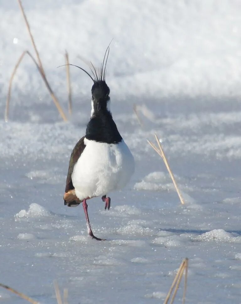 Птицы якутии фото Northern Lapwing (Vanellus vanellus). Birds of Siberia.