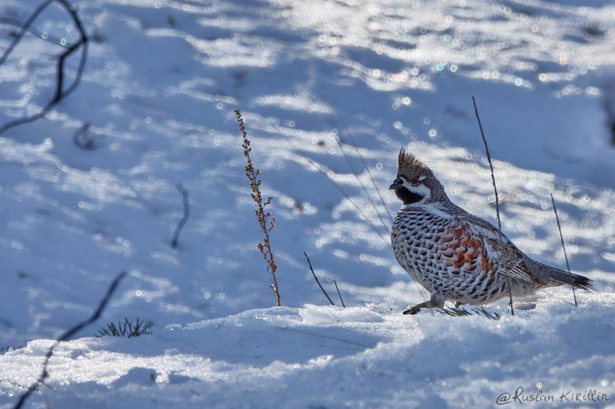 Птицы якутии фото Northern Hazelhen (Tetrastes bonasia). Birds of Siberia.