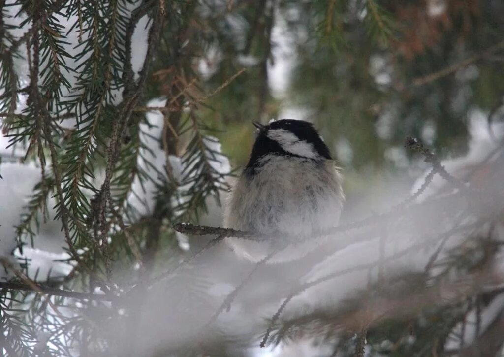 Птицы якутии фото Coal Tit (Parus ater). Birds of Siberia.