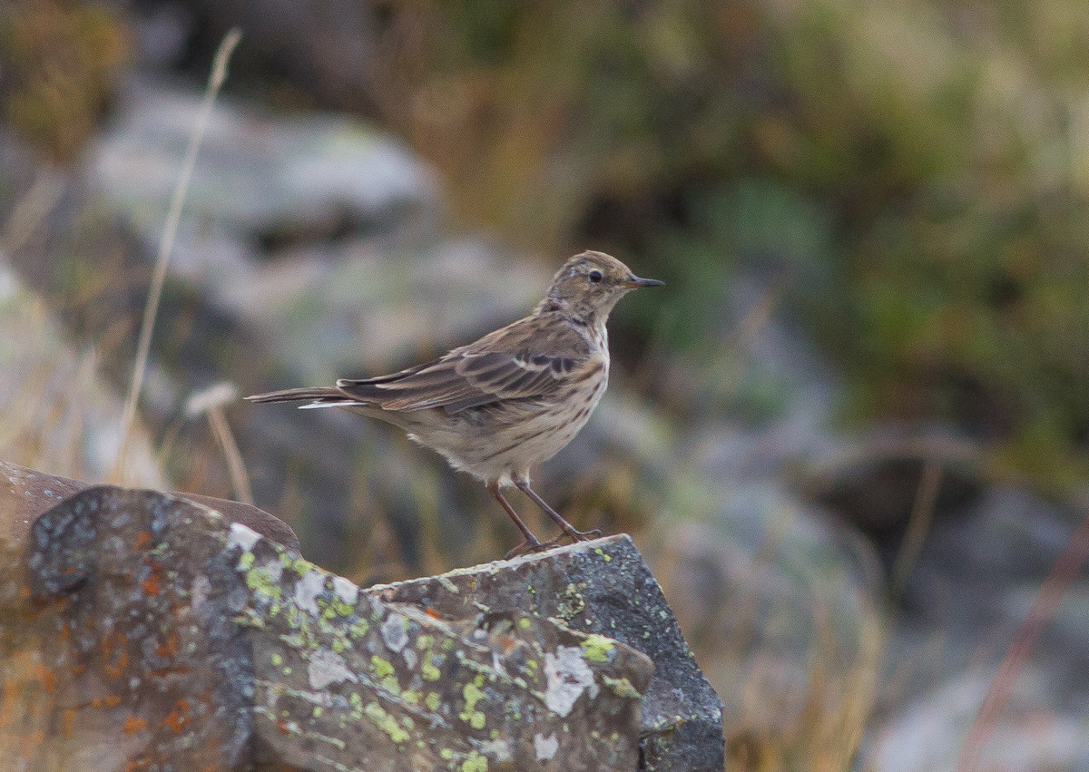 Птицы якутии фото Water Pipit (Anthus spinoletta). Birds of Siberia.