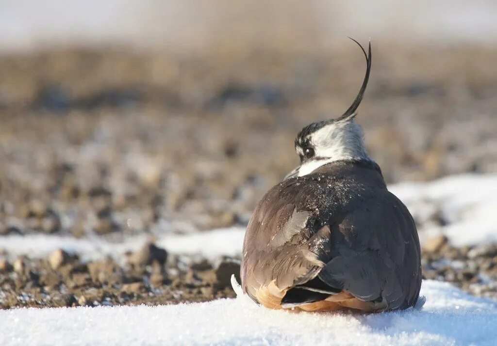 Птицы якутии фото Northern Lapwing (Vanellus vanellus). Birds of Siberia.