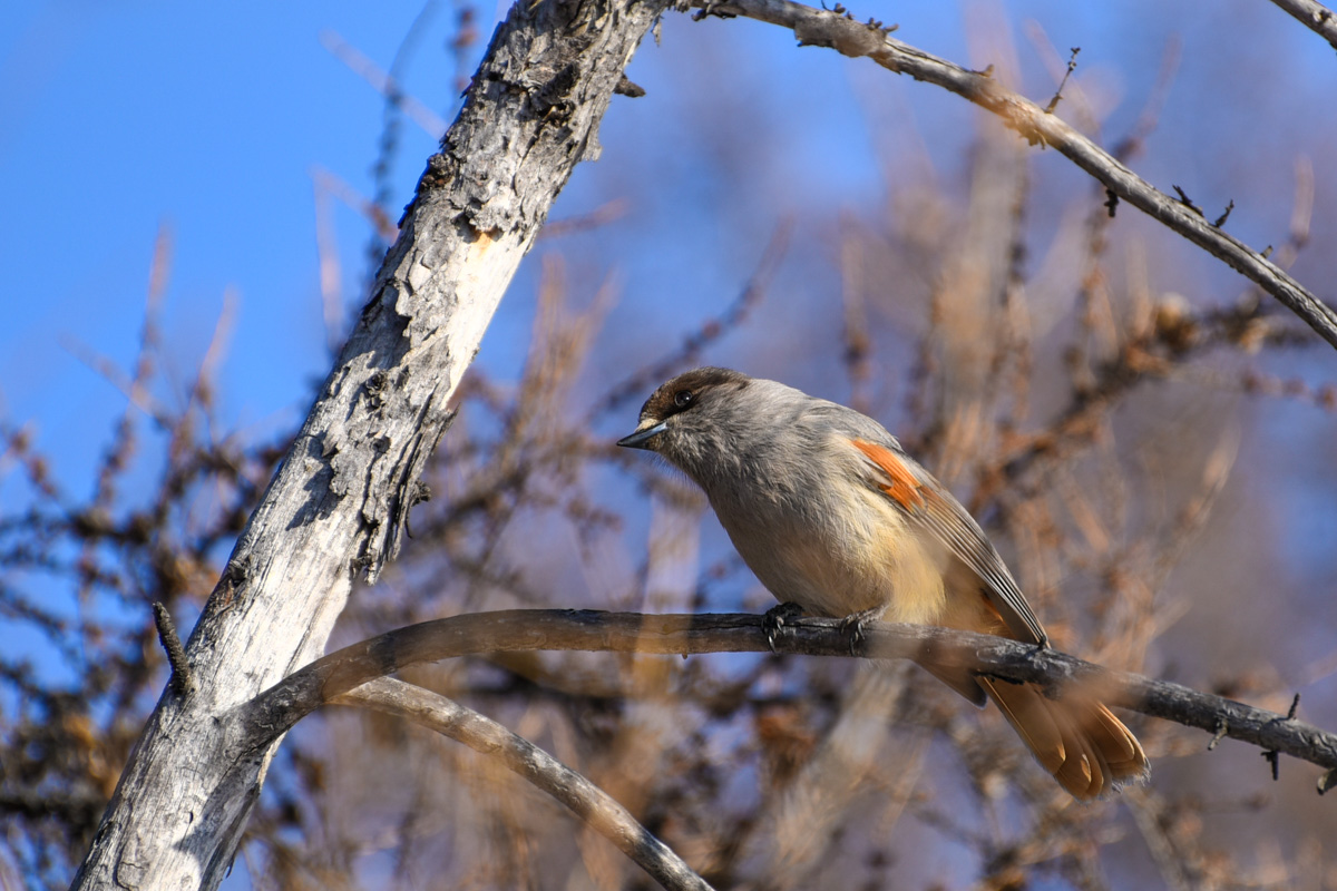 Птицы якутии фото Siberian Jay (Perisoreus infaustus). Birds of Siberia.