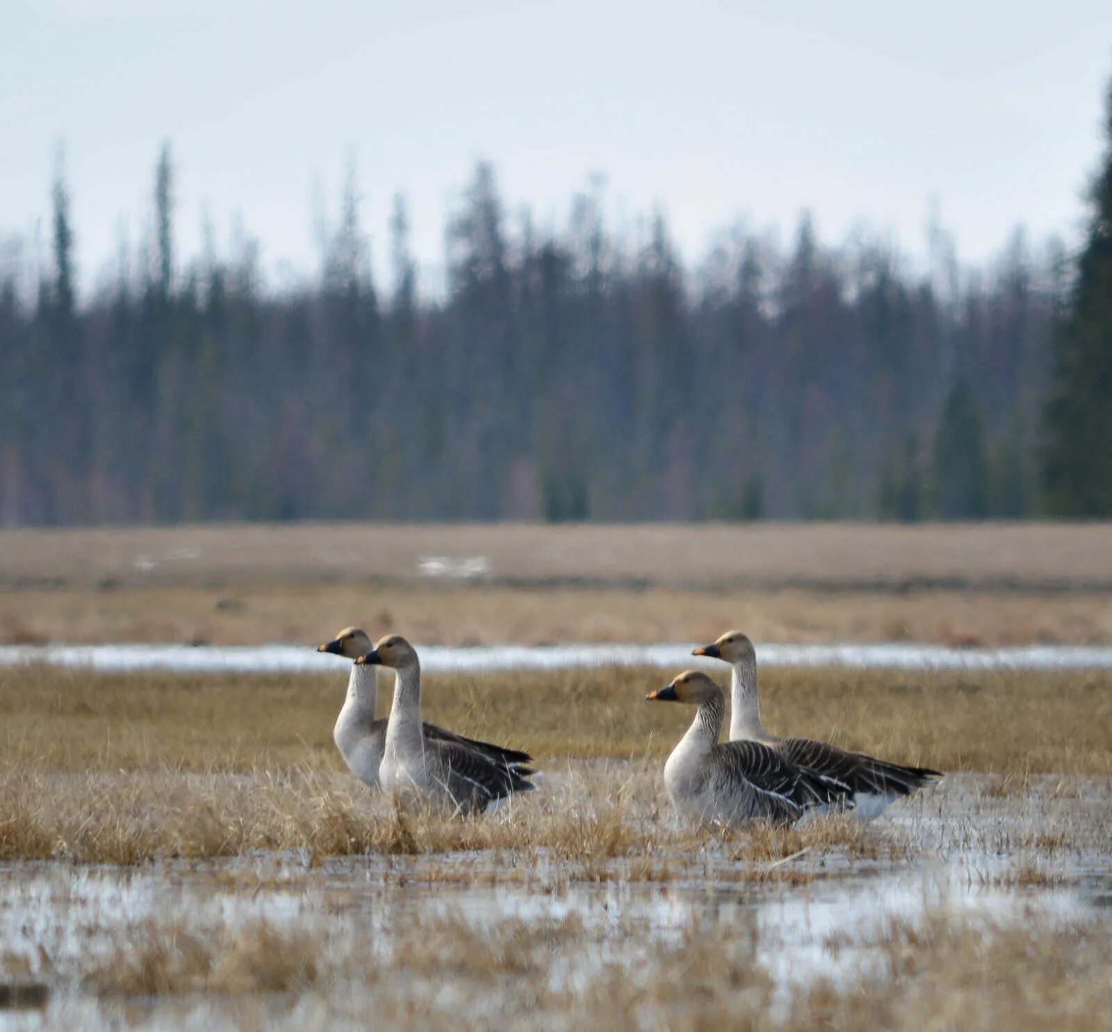 Птицы якутии фото и название Bean Goose (Anser fabalis). Birds of Siberia.