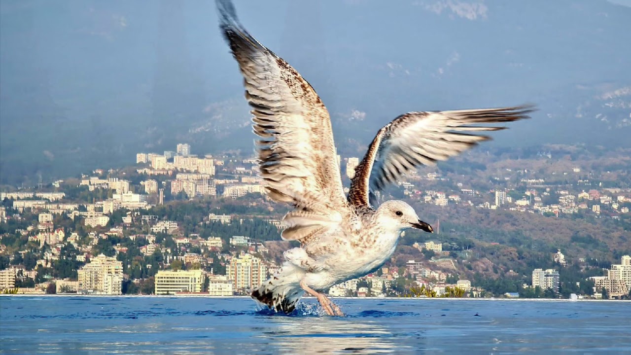 Птицы ялты фото Ялта. Соловьиные трели в солнечном ноябре 2021. Крым, Crimea. Yalta. - YouTube