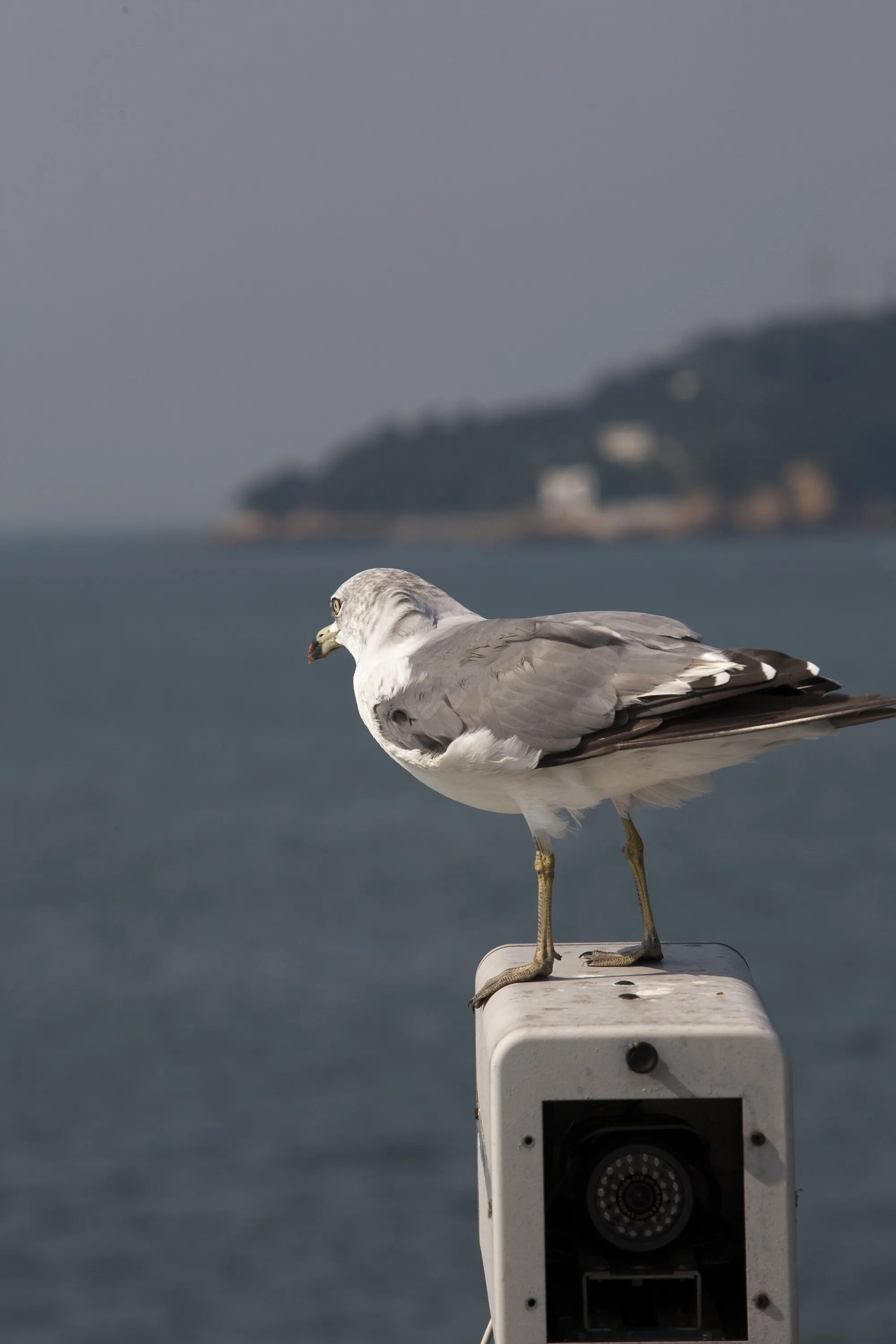 Птицы ялты фото Seagull Sea Birds New free image download