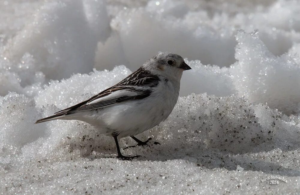 Птицы ямала фото Snow Bunting (Plectrophenax nivalis). Birds of Siberia.