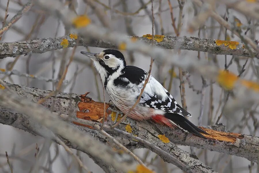 Птицы ярославля фото с названиями yarbirds - LiveJournal