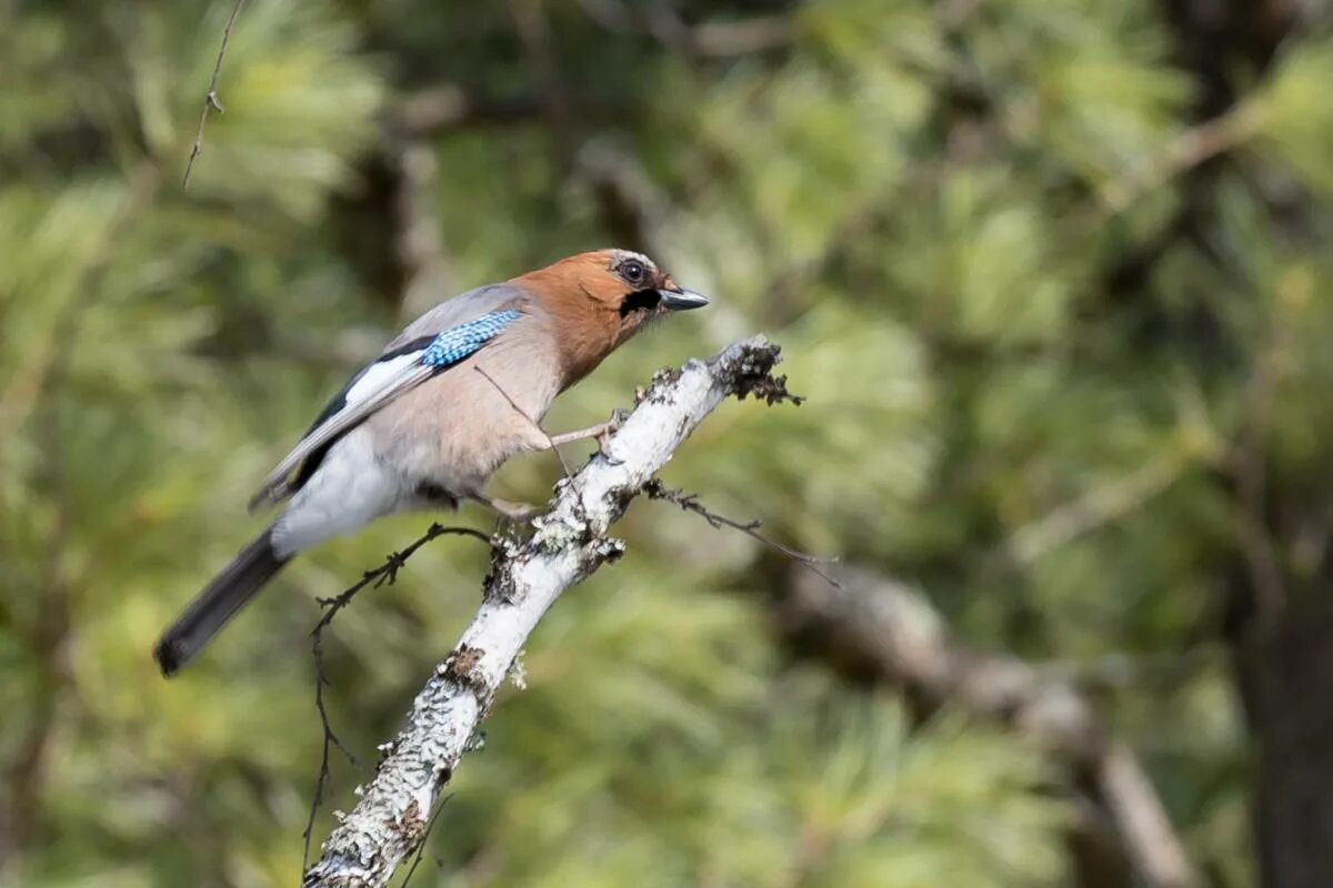 Птицы ярославской области фото Eurasian Jay (Garrulus glandarius). Birds of Siberia.