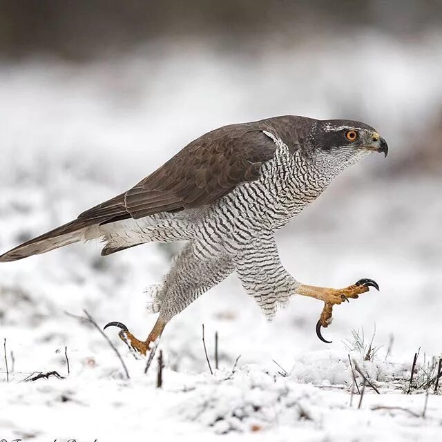 Птицы ястребиные фото Northern Goshawk by @tom_vd_brandt . . #your_best_birds #nuts_about_birds #bestb