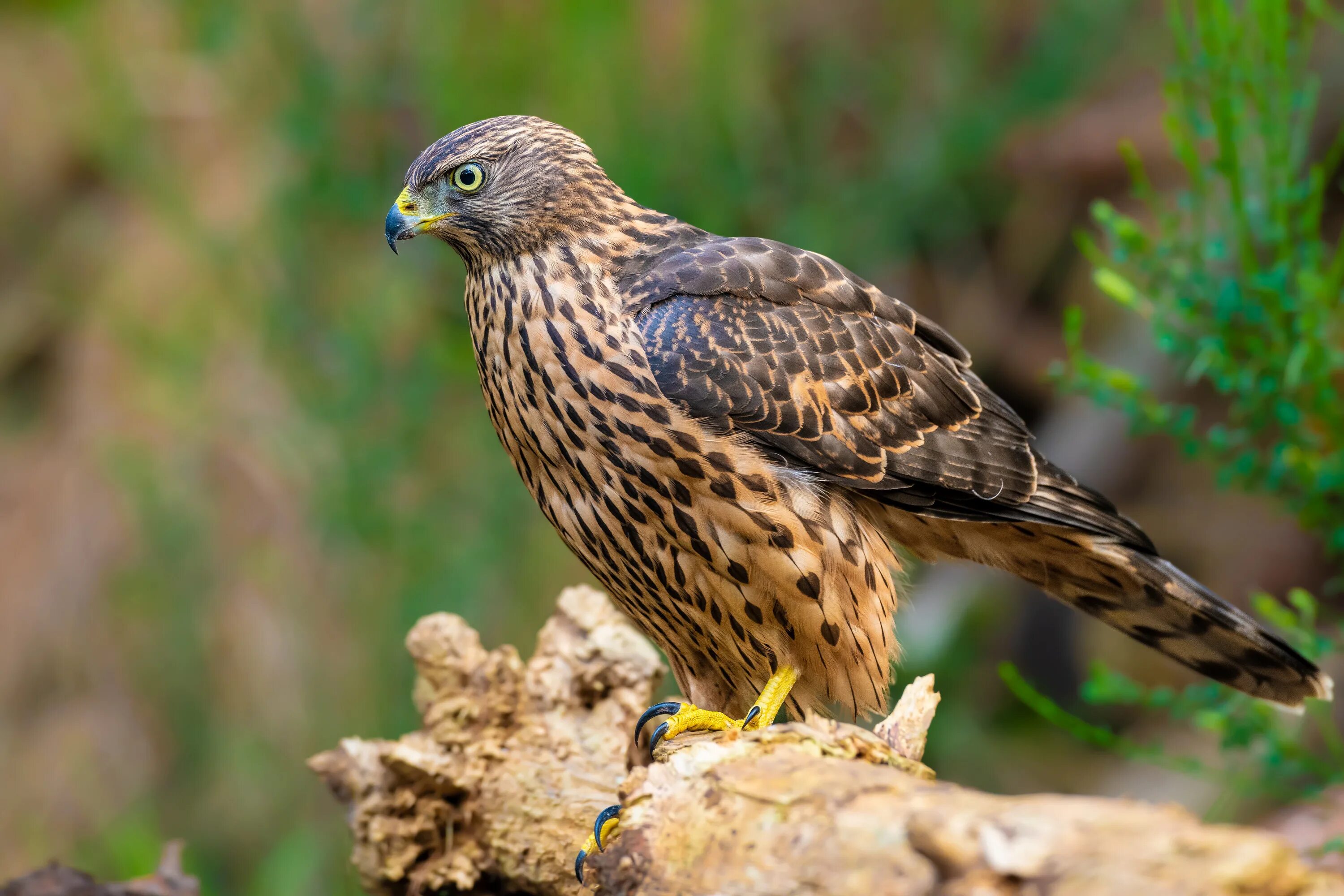 Птицы ястребиные фото A large hawk with a sharp beak sits on a branch Desktop wallpapers 1600x900