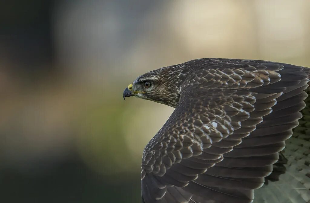 Птицы ястребиные фото Buzzard - On patrol I've never liked the name 'Buzzard' fo. Flickr