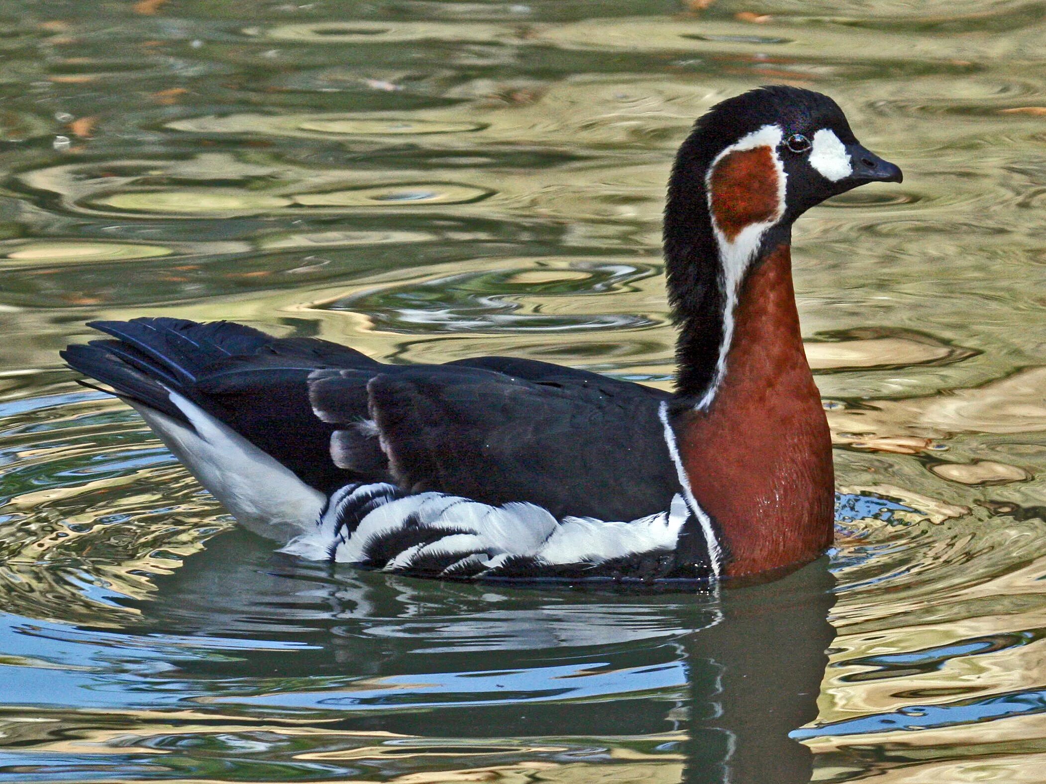 Птицы югры фото и описание File:Red-breasted Goose (Branta ruficollis) RWD2.jpg - Wikipedia