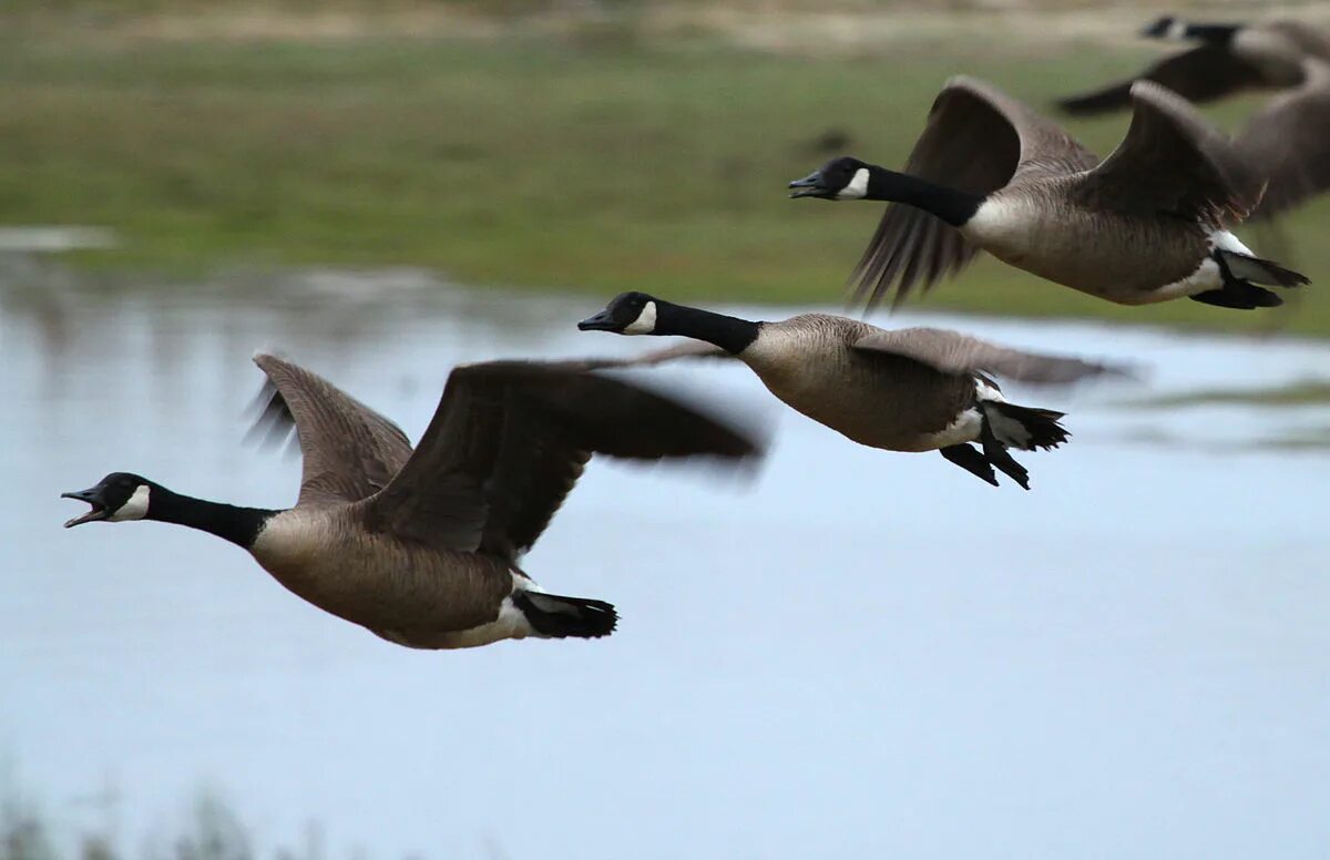 Птицы югры фото и описание File:Branta canadensis -Atlantic coast, New Jersey, USA-8.jpg - Wikimedia Common