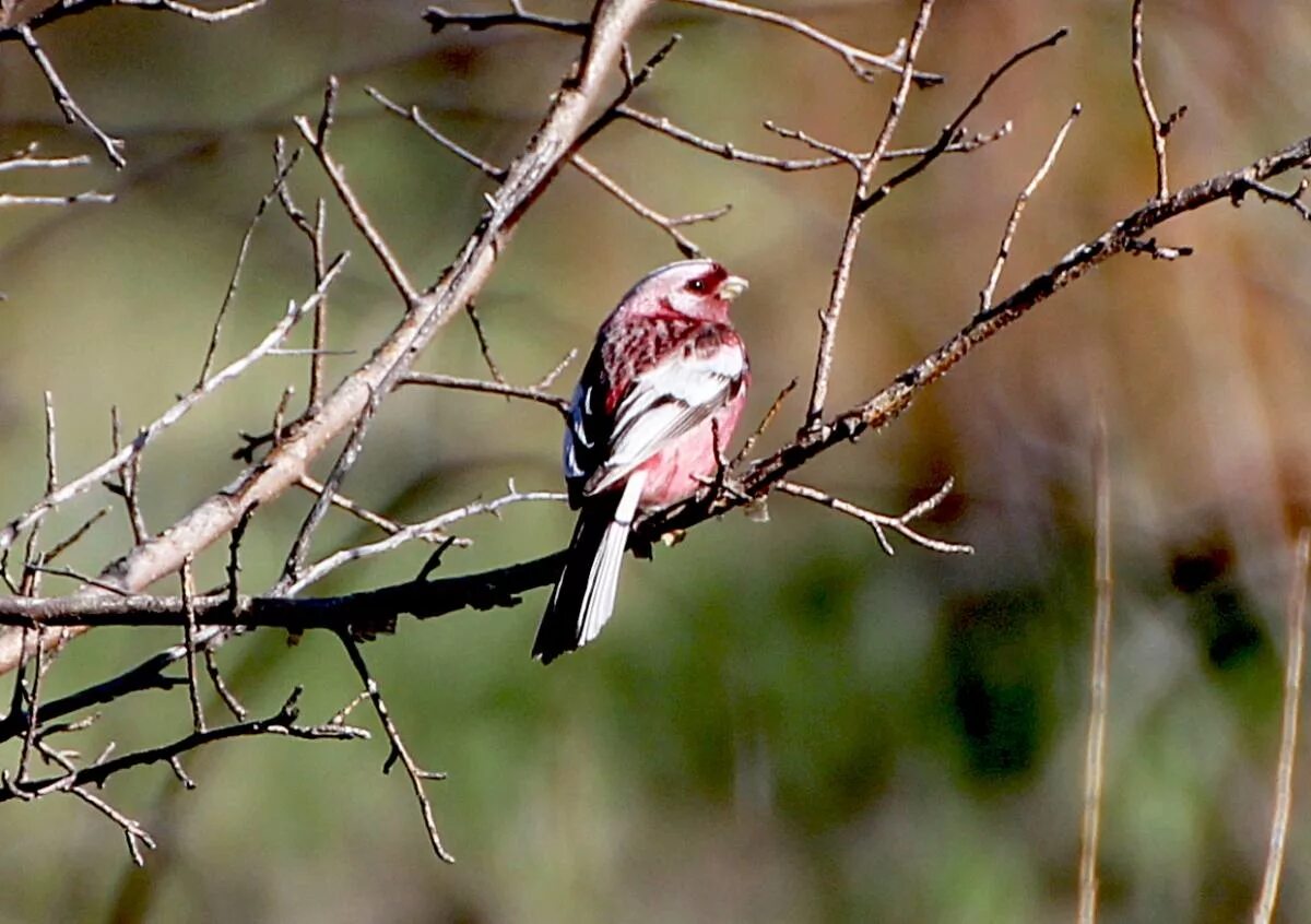 Птицы забайкальского края фото и названия Long-tailed Rosefinch (Uragus sibiricus). Birds of Siberia.