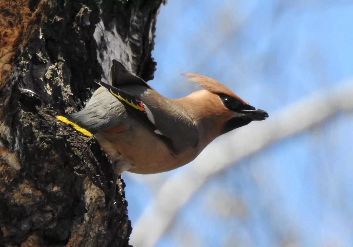 Птицы забайкалья фото Bohemian Waxwing (Bombycilla garrulus). Birds of Siberia.