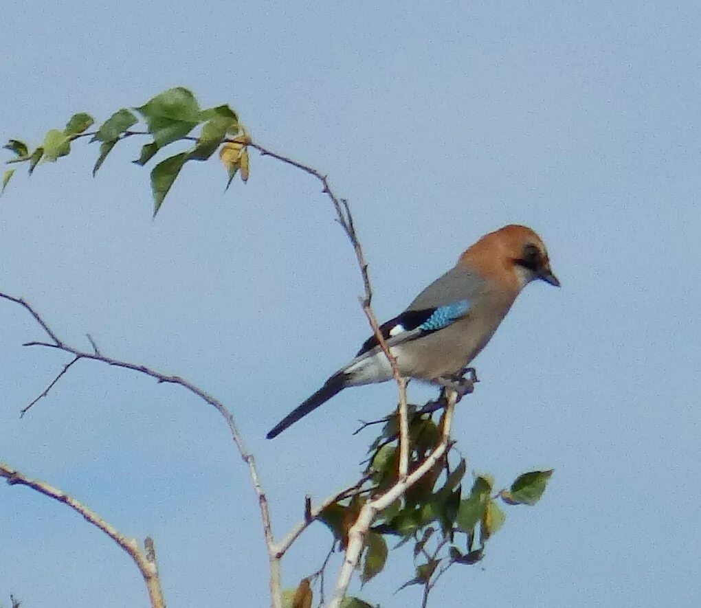 Птицы забайкалья фото Eurasian Jay (Garrulus glandarius). Birds of Siberia.