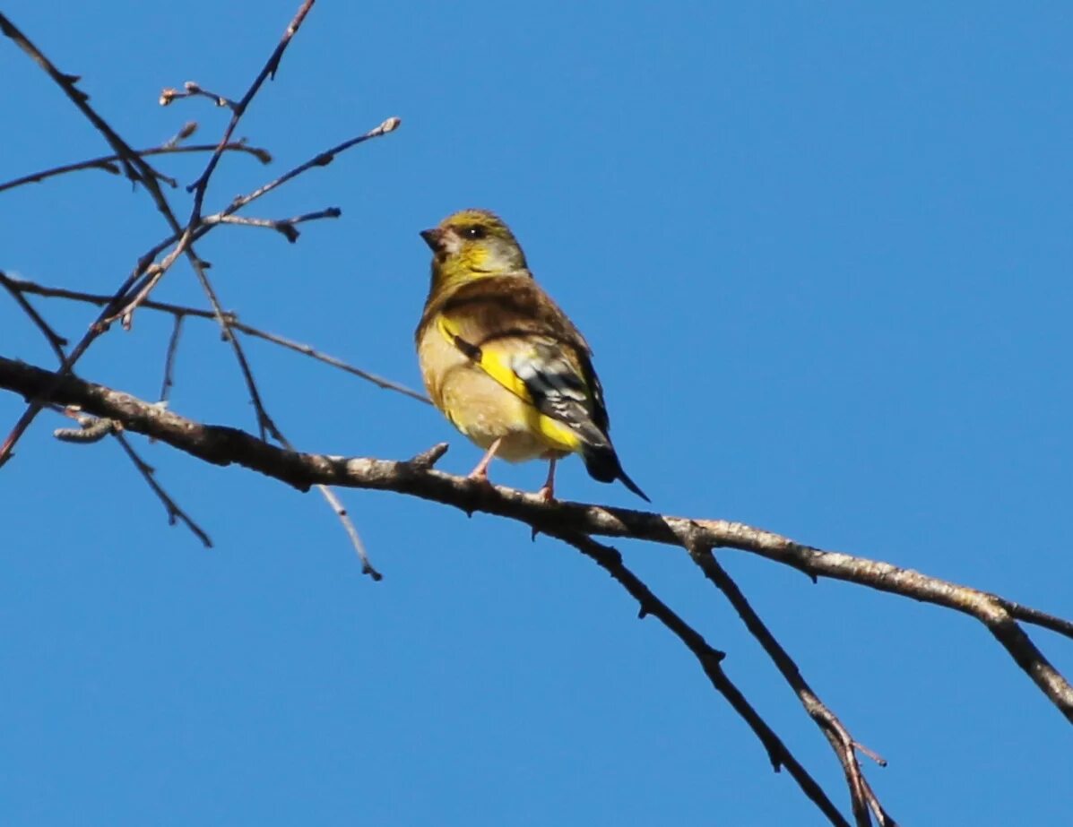 Птицы забайкалья фото Oriental Greenfinch (Chloris sinica). Birds of Siberia.