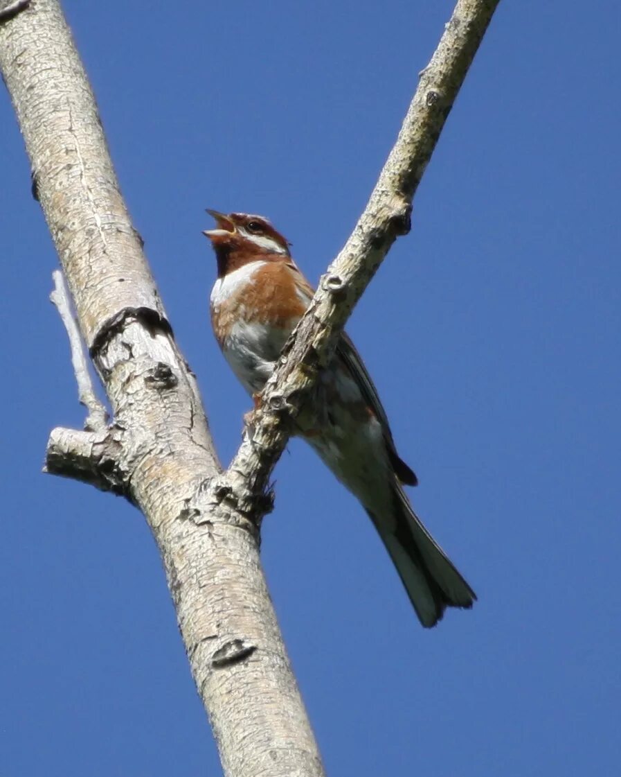 Птицы забайкалья фото Pine Bunting (Emberiza leucocephala). Birds of Siberia.