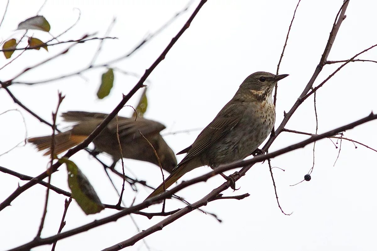 Птицы западной сибири фото Black-throated x Red-throated Hybrid Thrush (Turdus (atrogularis x ruficollis)).