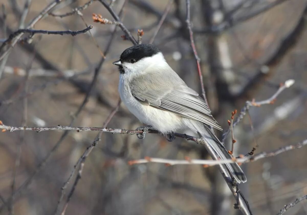 Птицы западной сибири фото Marsh Tit (Parus palustris). Birds of Siberia.